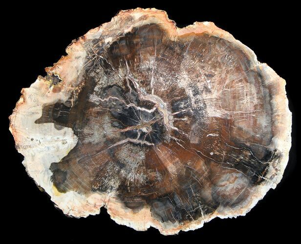 Quality Petrified Wood Slab - Madagascar #36557